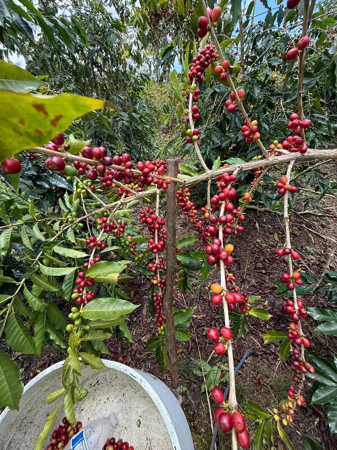 Branches filled with ripening red coffee cherries