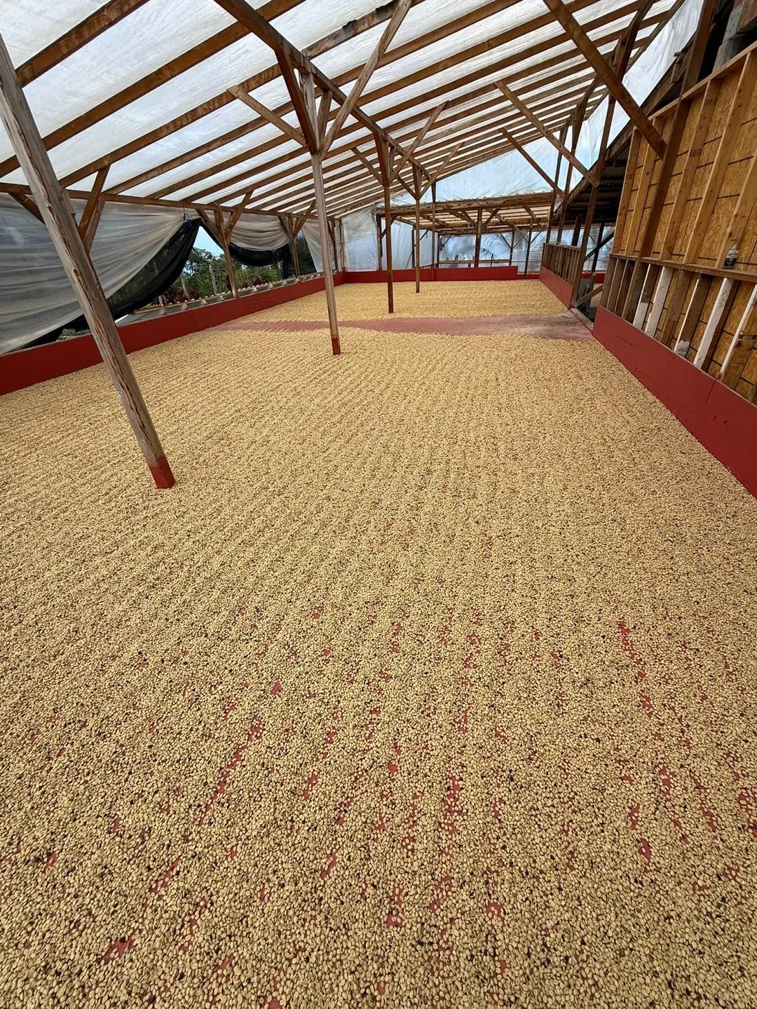 Coffee drying carefully across covered patios