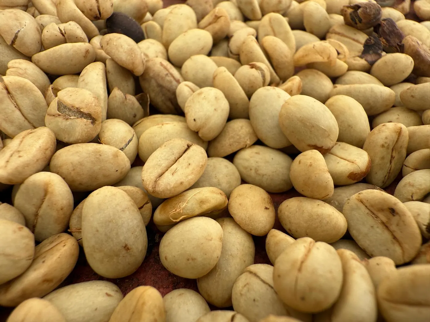 Close-up of green, unroasted Kona coffee beans